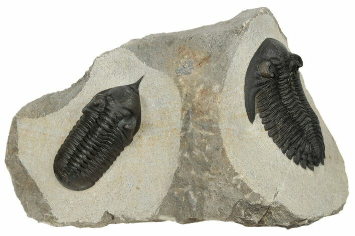 Morocconites Trilobite With Hollardops - Ofaten, Morocco #186699